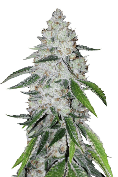 Fast Buds West Coast O.G. Auto Автоцветущие семена конопли