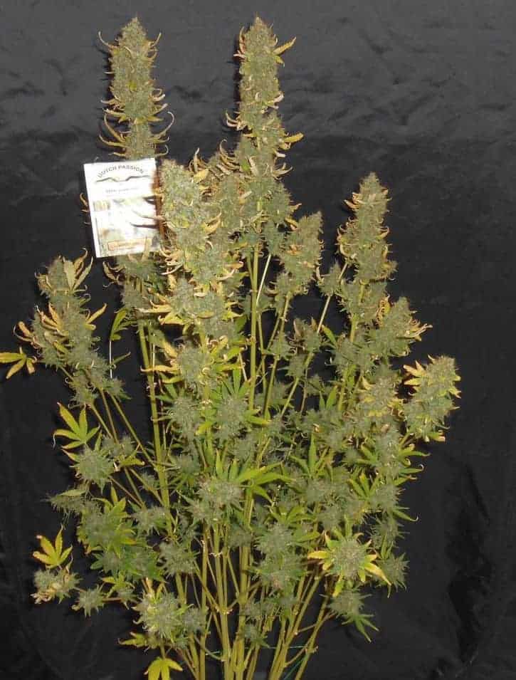 Dutch Passion Auto Xtreme Автофеминизированные семена конопли — фото 4