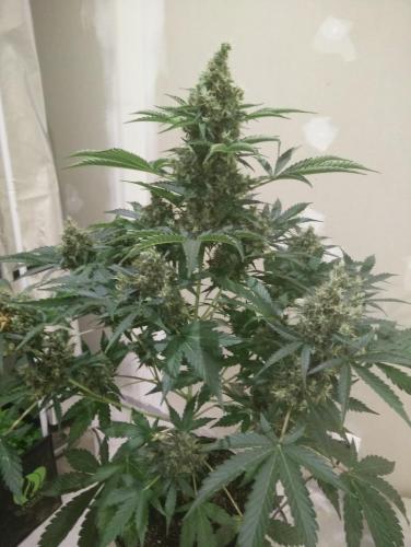 Dutch Passion Auto Xtreme Автофеминизированные семена конопли — фото 3