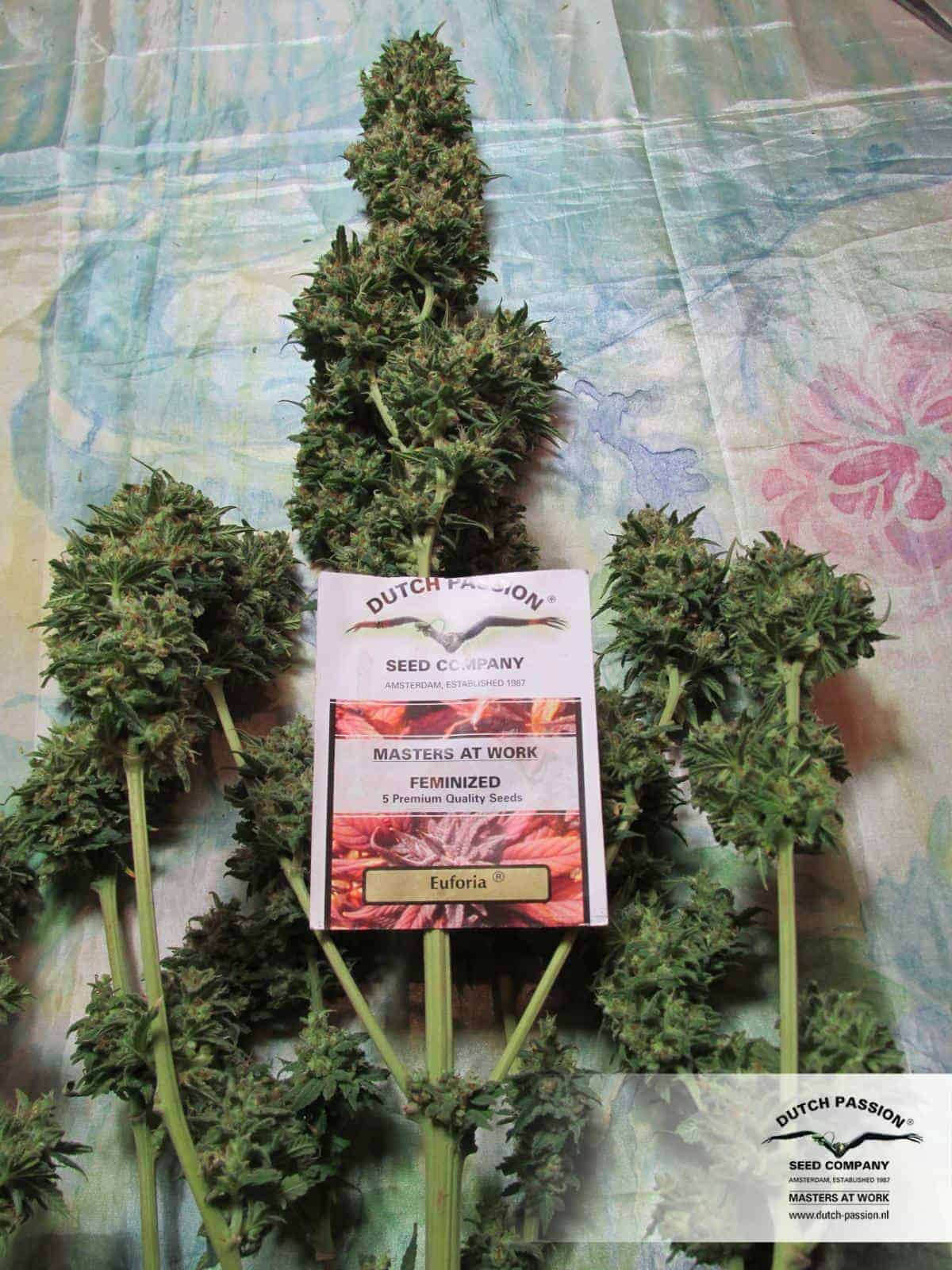 Euforia Фотопериодные семена конопли — фото 3