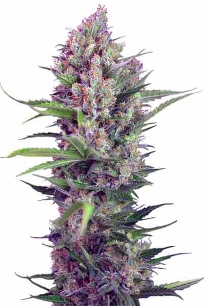 Cream Mandarine FV Феминизированные фотопериодные семена конопли