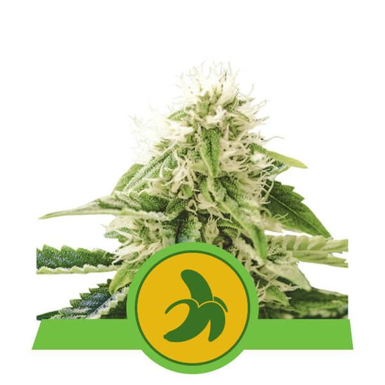 Royal Queen Seeds Fat Banana Auto автофеминизированные семена конопли