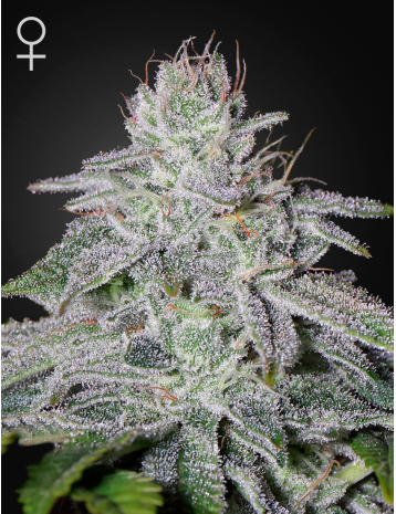 Franco's Lemon Cheese фотопериодные семена конопли