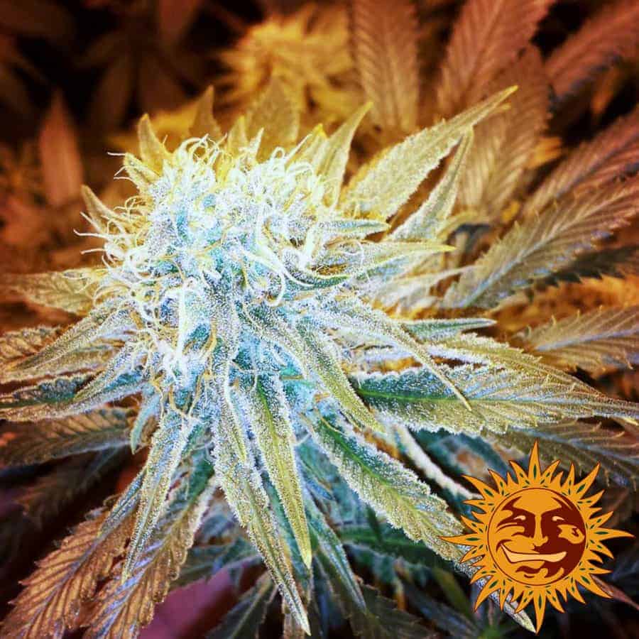 G13 Haze Фотопериодные семена конопли — фото 2