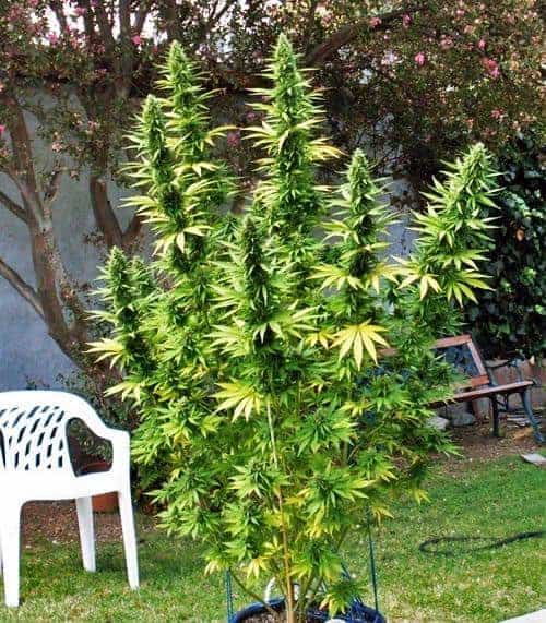 G13 Haze Фотопериодные семена конопли — фото 3