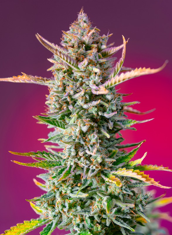 Gorilla Sherbet F1 Fast Version Феминизированные фотопериодные семена конопли