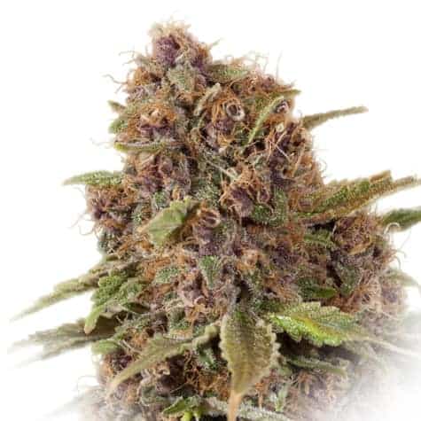 Grapefruit Auto Автофеминизированные семена конопли