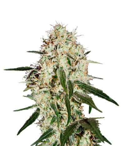 Arjan's Haze #3 фотопериодные семена конопли