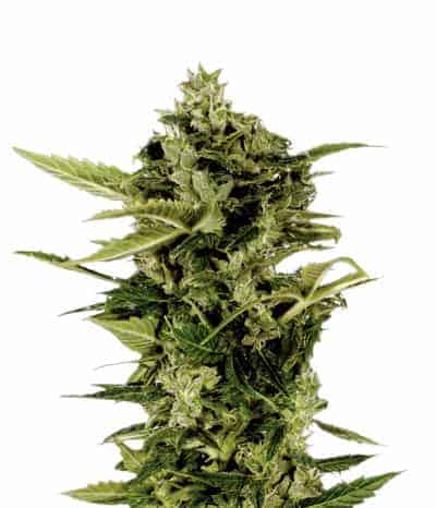 Auto Bomb Автоцветущий гибрид семена конопли