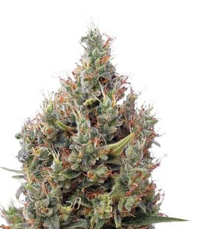 Big Bang Autoflowering Автоцветущие семена конопли