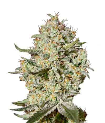 Big Bang фотопериодные семена конопли