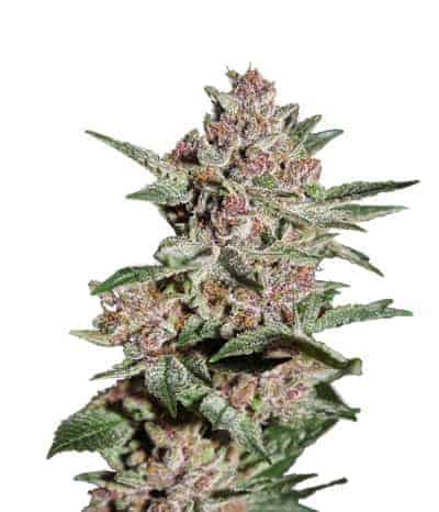 Bubba Kush фотопериодные семена конопли