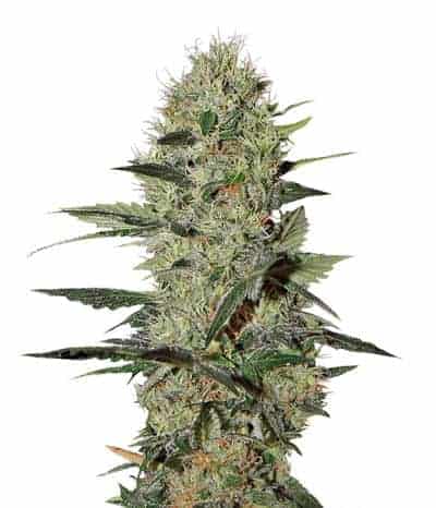 Exodus Cheese Auto Автоцветущие семена конопли