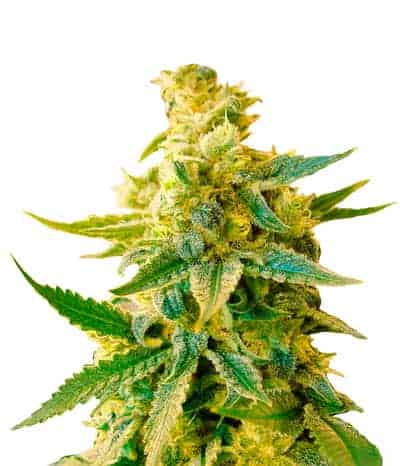 Green House Great White Shark CBD Автофеминизированные семена конопли