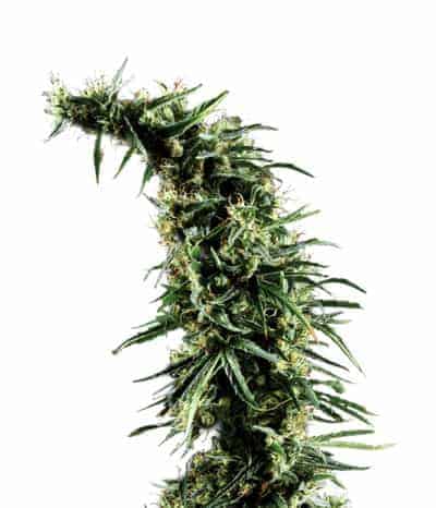 Hawaiian Snow Фотопериодные семена конопли