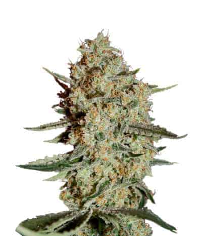 Himalayan Gold Фотопериодные семена конопли