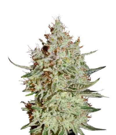 K-Train Фотопериодные семена конопли