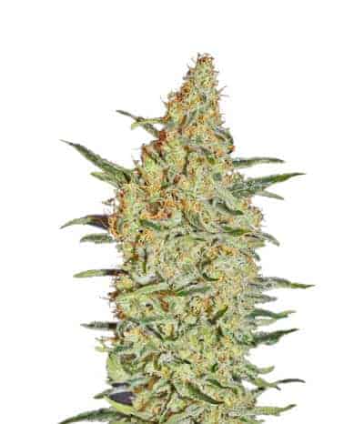 Nevill's Haze Фотопериодные семена конопли