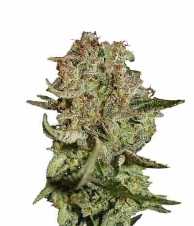 Super Bud Autoflowering автоцветущие семена конопли — фото 2