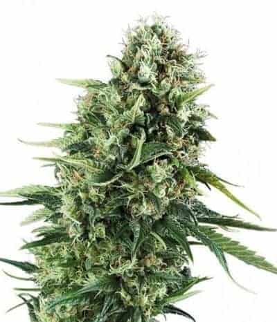Green House Super Silver Haze CBD Феминизированные семена конопли