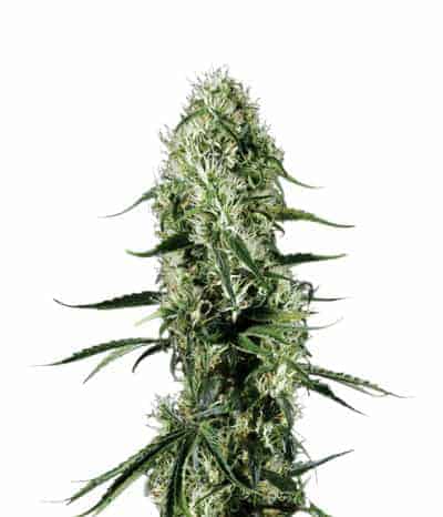Green House Seeds Super Silver Haze Феминизированные семена конопли