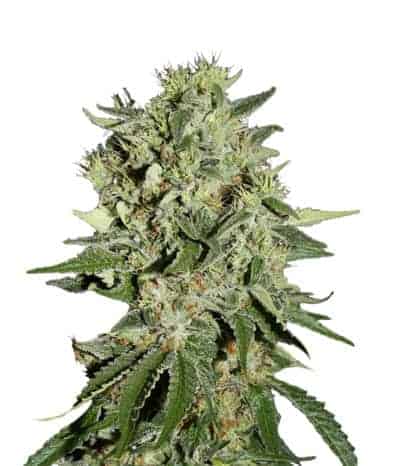 The Doctor Фотопериодные семена конопли