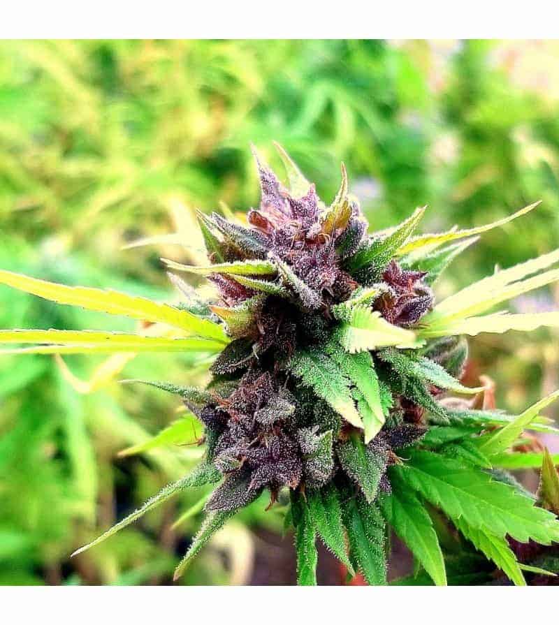 Hollands Hope Фотопериодные семена конопли — фото 2