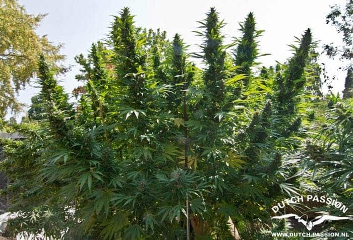 Hollands Hope Фотопериодные семена конопли — фото 3
