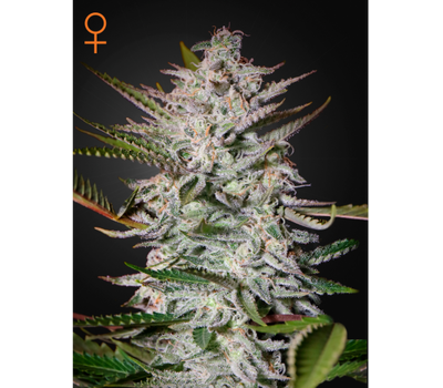 Holy Punch Фотопериодный гибрид семена конопли
