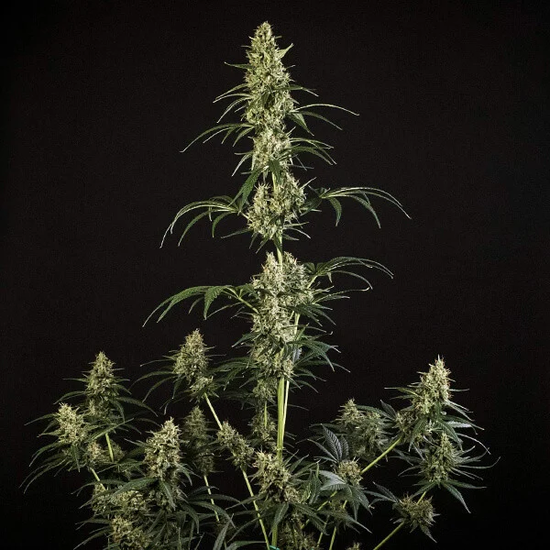 Royal Queen Seeds HulkBerry Automatic автоцветущие феминизированные семена конопли — фото 3