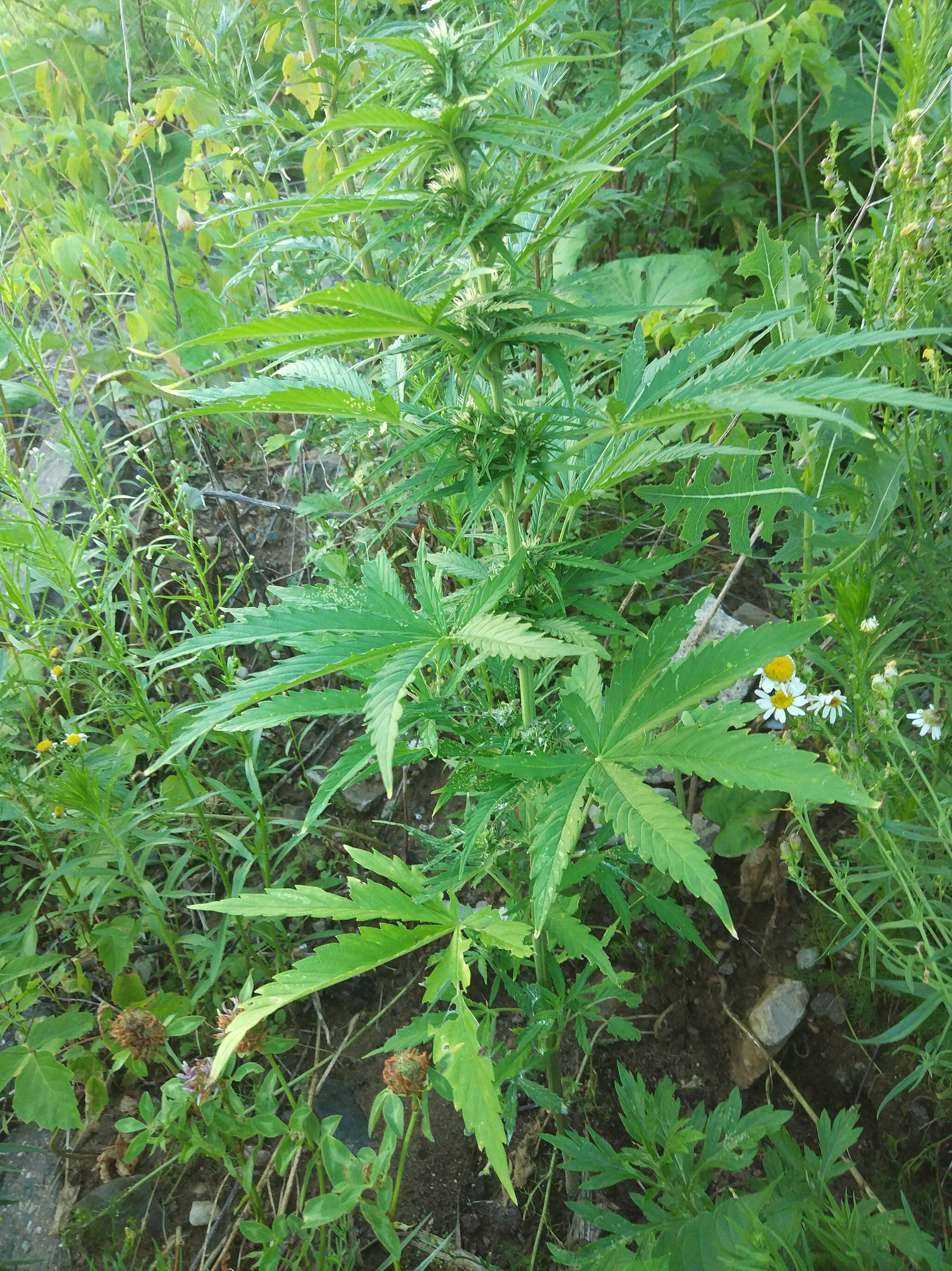 SweetSkunk Auto Автоцветущие семена конопли — фото 2