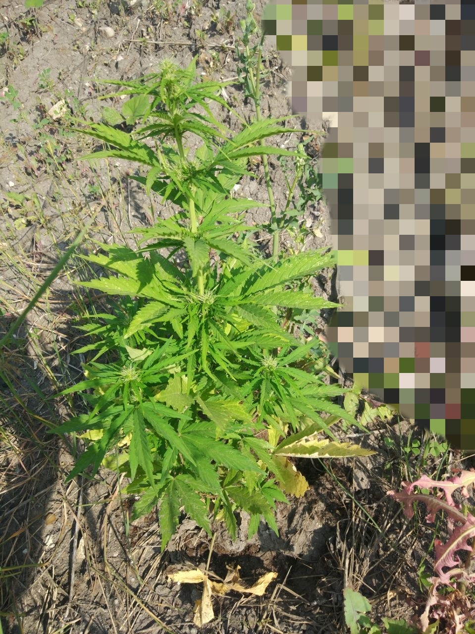 SweetSkunk Auto Автоцветущие семена конопли — фото 3