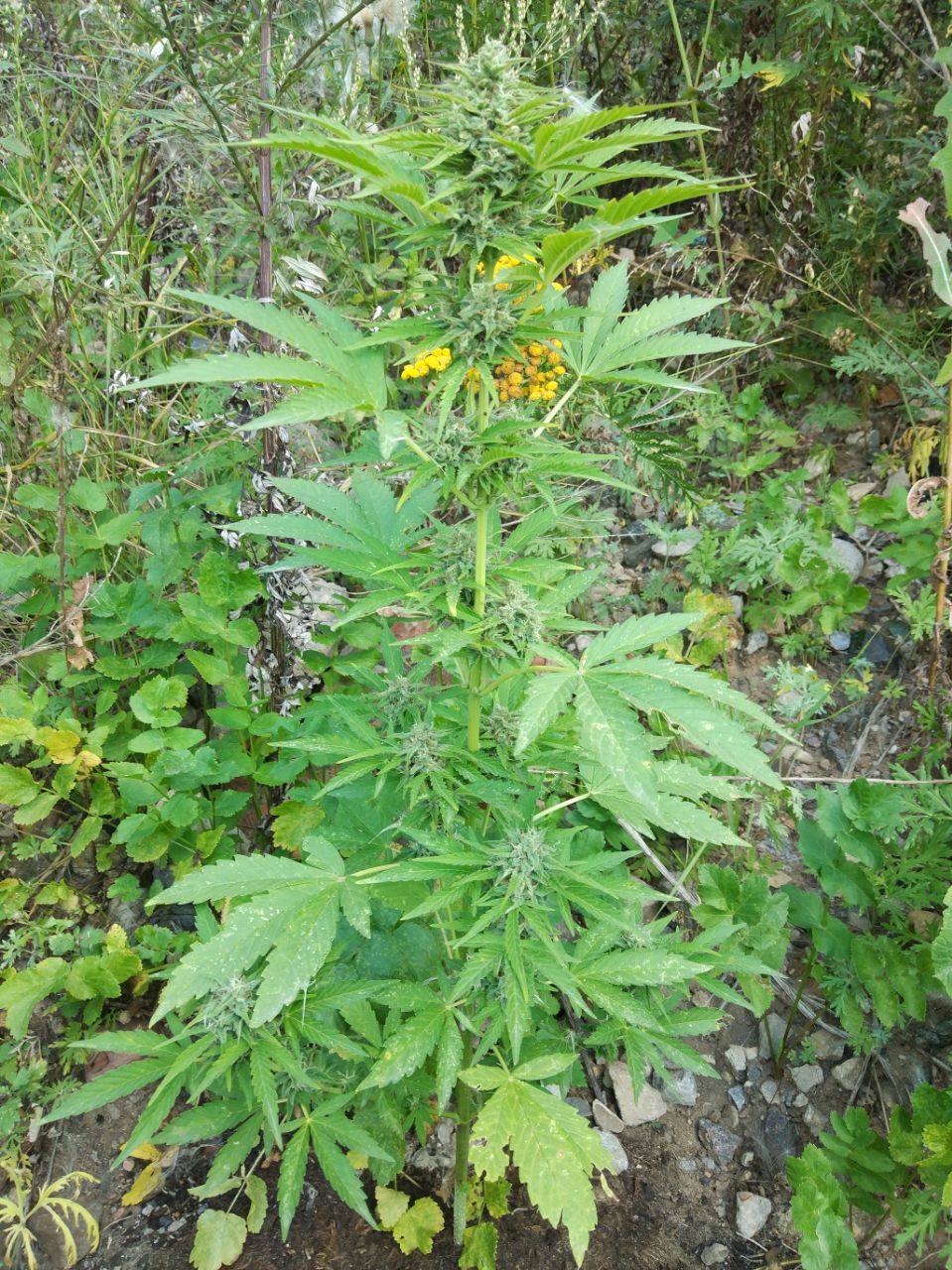 Zkittlez OG Auto Автоцветущие семена конопли — фото 2