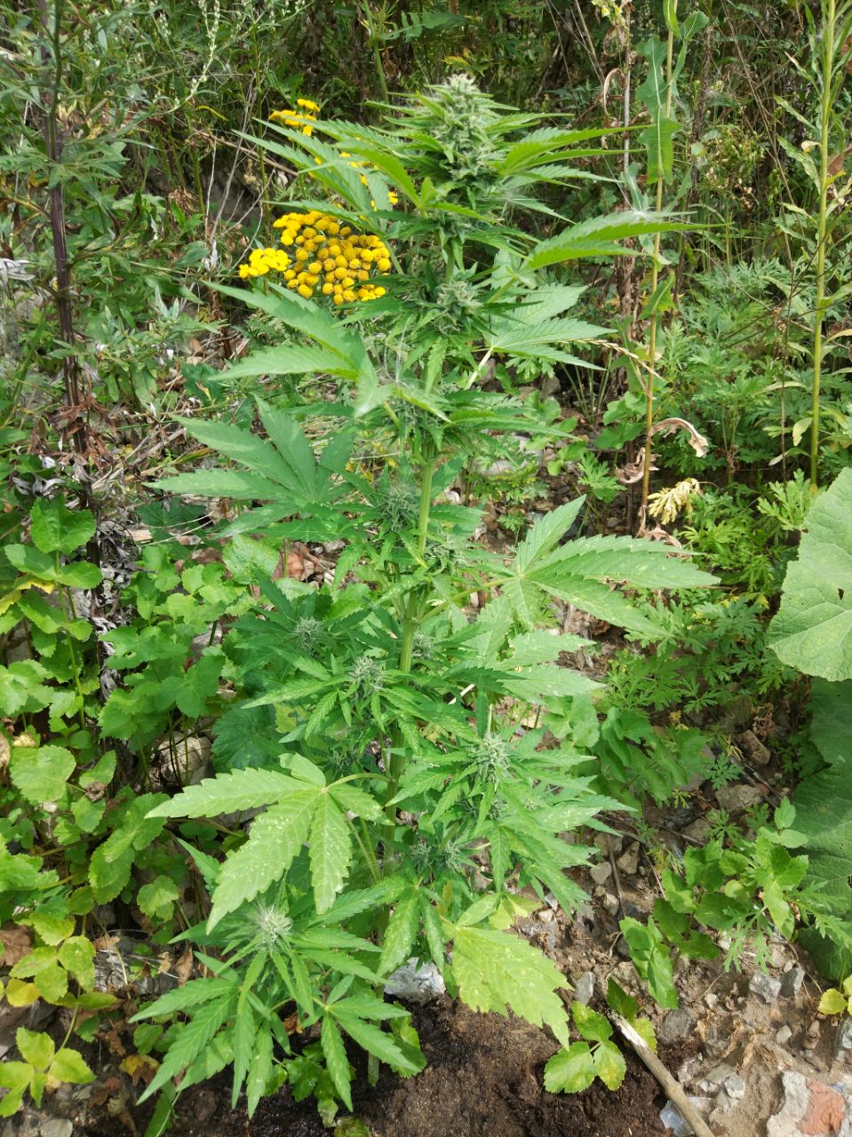 Zkittlez OG Auto Автоцветущие семена конопли — фото 3