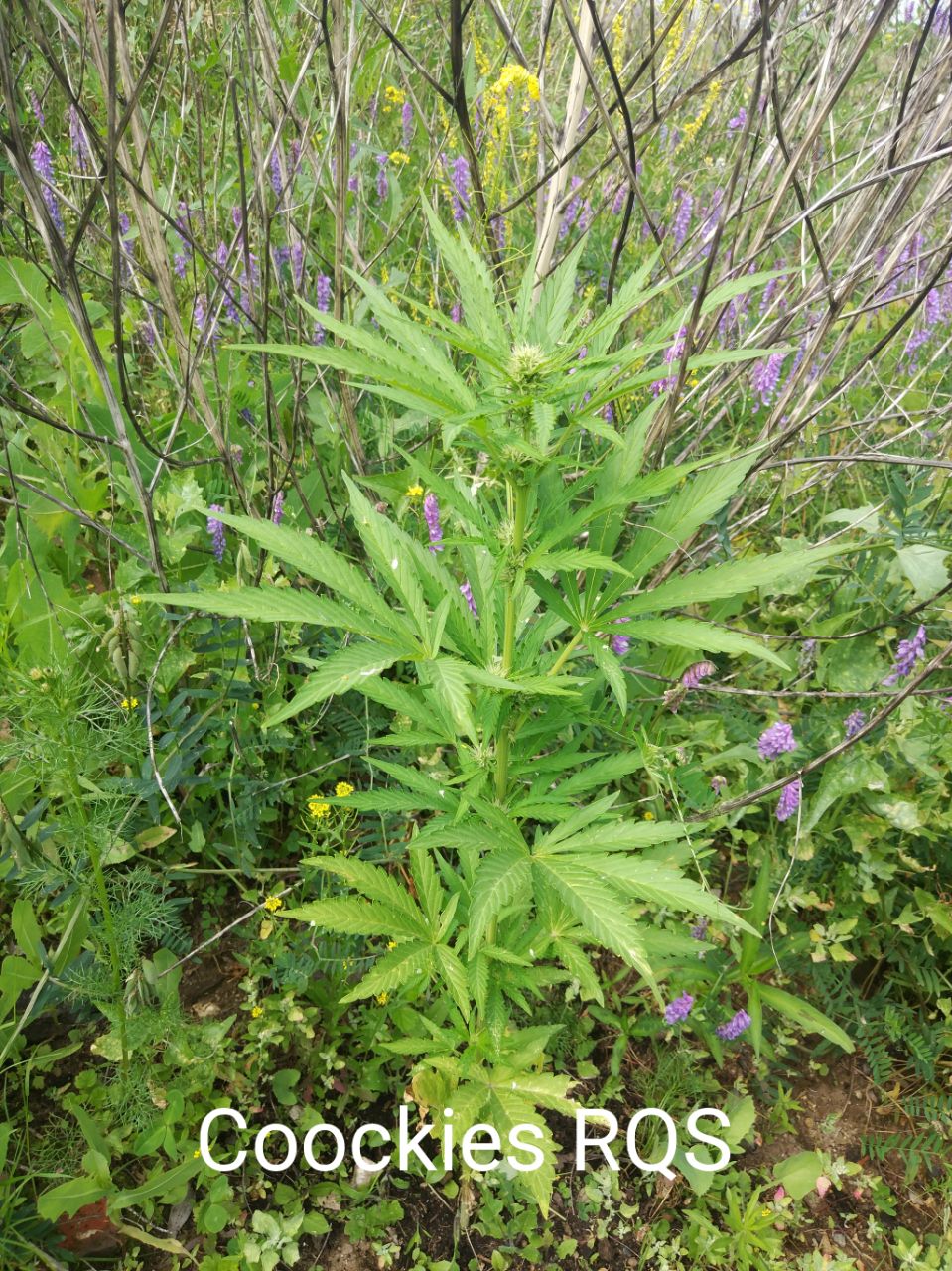 Royal Queen Seeds Royal Cookies Automatic Автофеминизированные семена конопли — фото 3