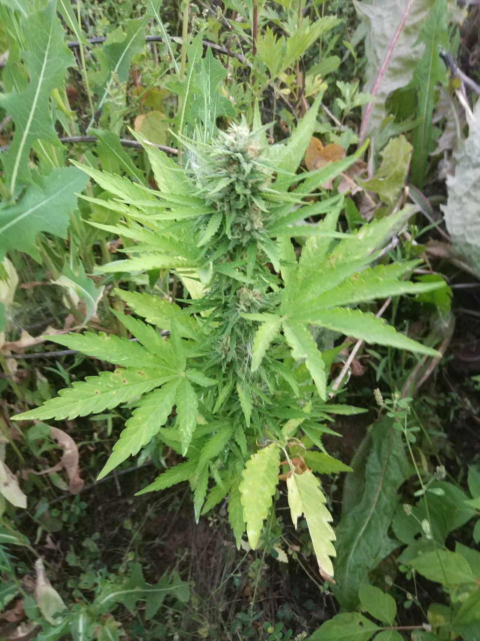 Sugar Black Rose Auto Автофеминизированные семена конопли — фото 2