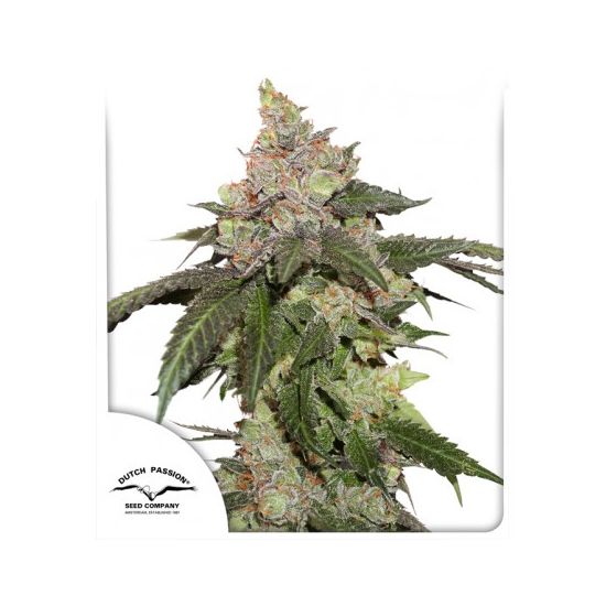 Kerosene Krash Феминизированные фотопериодные семена конопли