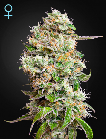 King’s Kush Auto CBD Автоцветущие семена конопли