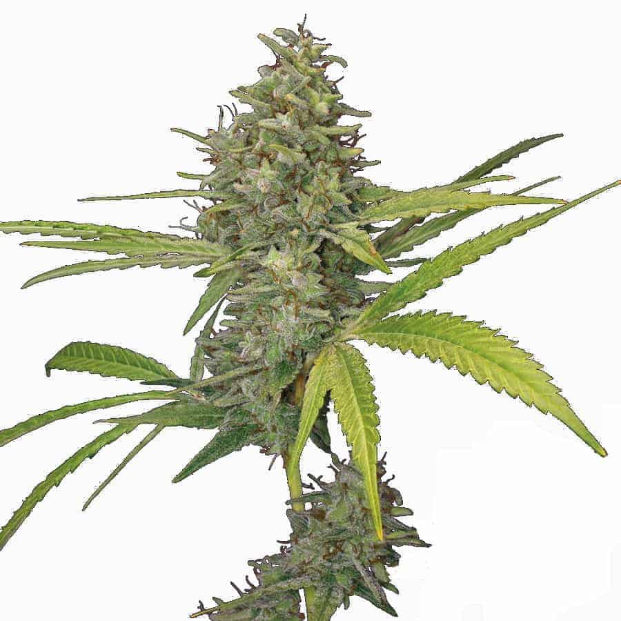 G13 Haze Фотопериодные семена конопли