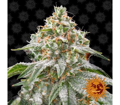 Pink Kush феминизированные семена конопли