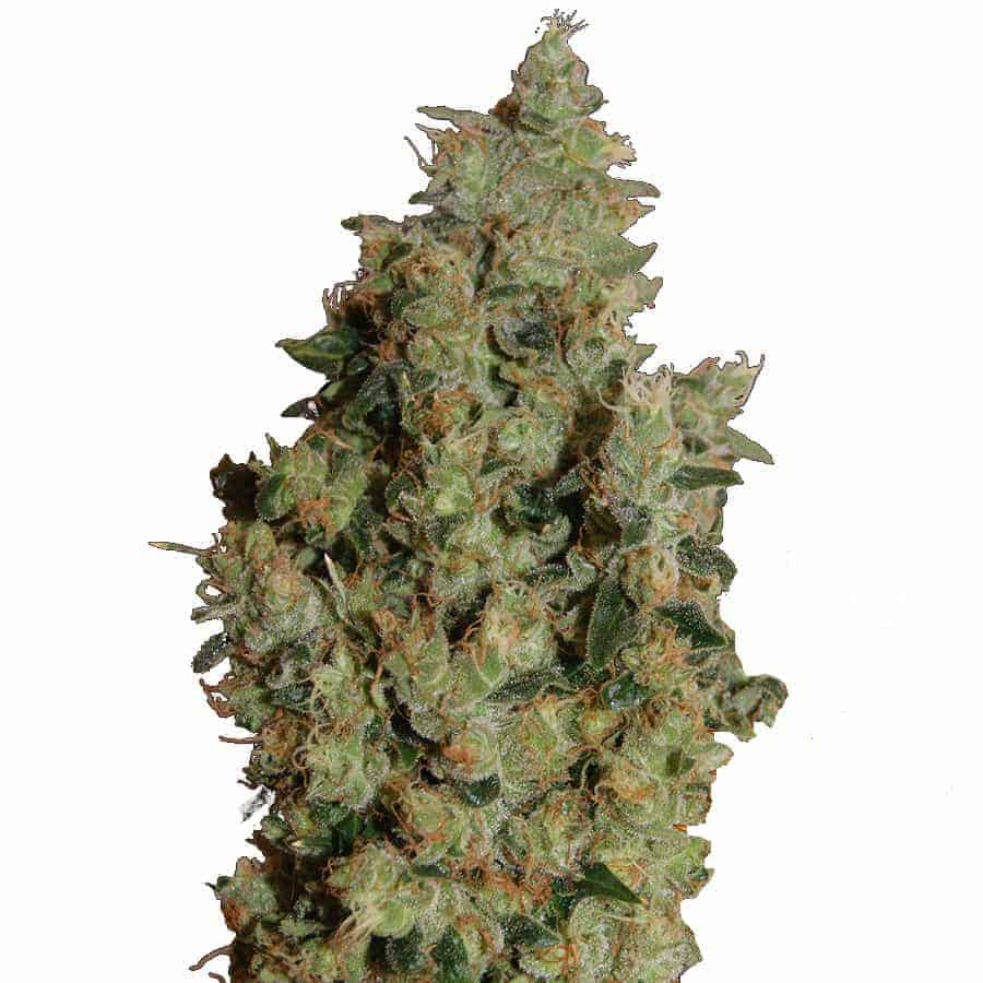 Barney's Farm Tangerine Dream фотопериодные семена конопли