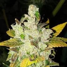 Laughing Buddha Фотопериодные семена конопли