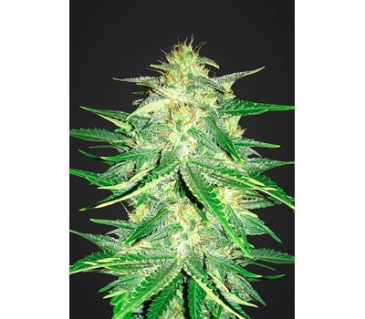 Fast Buds Lemon AK Auto Автоцветущие семена конопли