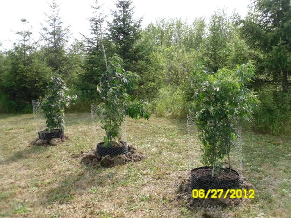 Liberty Haze фотопериодные семена конопли — фото 2