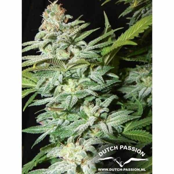 Mazar Фотопериодные семена конопли — фото 3