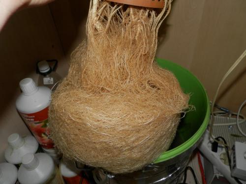 Auto Mazar Автоцветущий гибрид семена конопли — фото 4