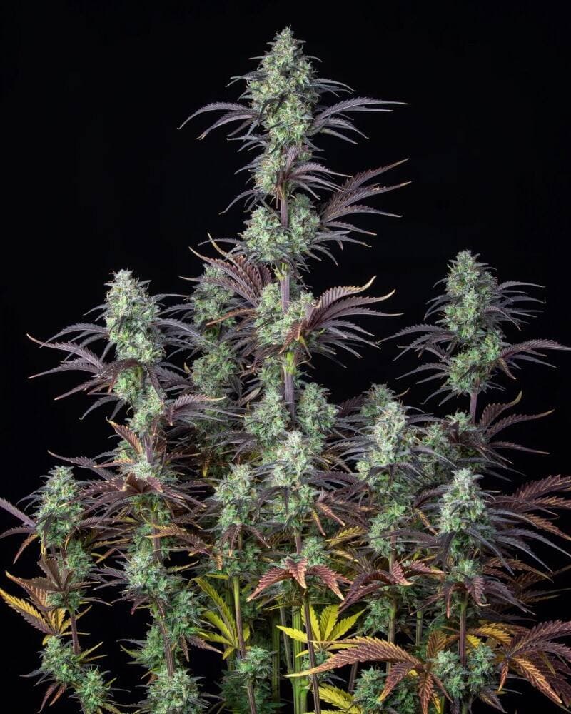 Mimosa Cake Auto Автоцветущие феминизированные семена конопли