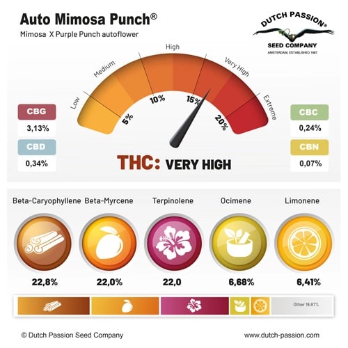 Dutch Passion Auto Mimosa Punch Автоцветущие феминизированные семена конопли — фото 5
