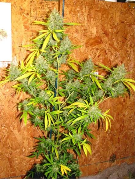 Barney's Farm Pineapple Chunk феминизированные семена конопли — фото 2