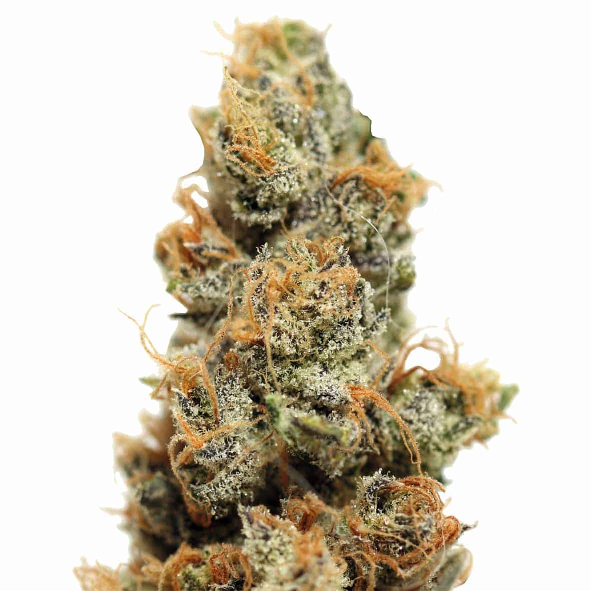 Barney's Farm Pineapple Chunk феминизированные семена конопли
